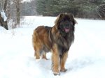 EEdjWZzmRbmTjZ0C6p0F_Archer-standing-Jan-2009.JPG