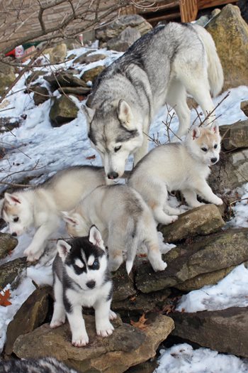 YojJlQDmQsS0p5jhfrXI_Siberian_Husky_1303791_Dana_Cranstone_8498d31e-7646-4c70-ba17-5cc805468daa.jpg