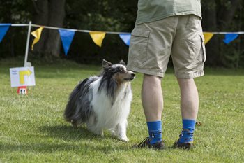 Rally-Photo-Brian-Gray-Swansea-Dog-Obedience-1.jpg Rally-Photo-Brian-Gray-Swansea-Dog-Obedience-1.jpg