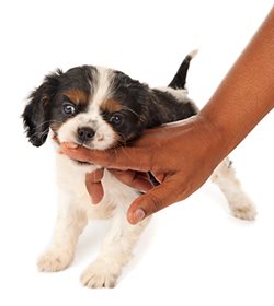 Cavalier-nipping.jpg Cavalier-nipping.jpg
